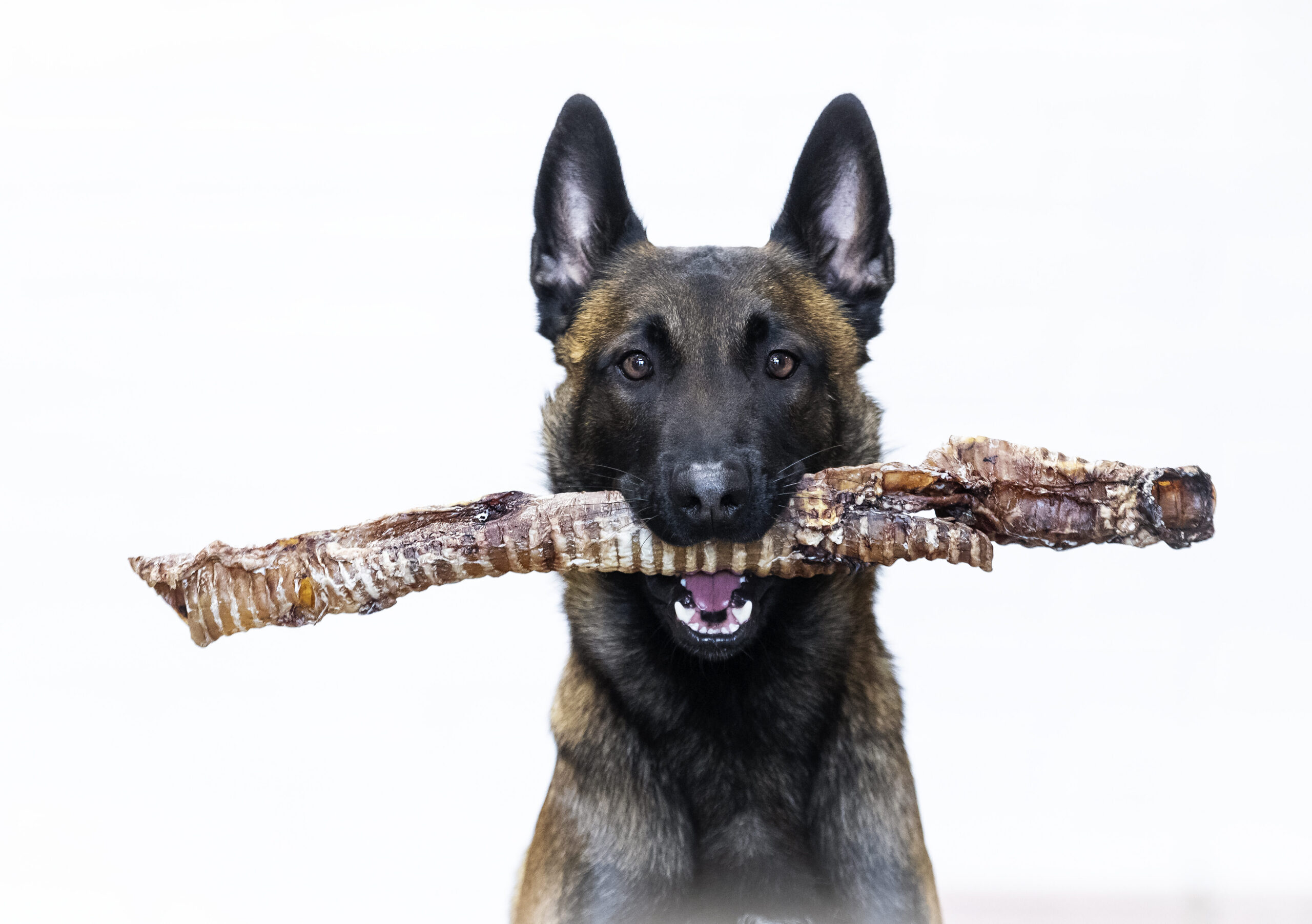Hond met kauwsnack van Rescue Pet Food in zijn mond