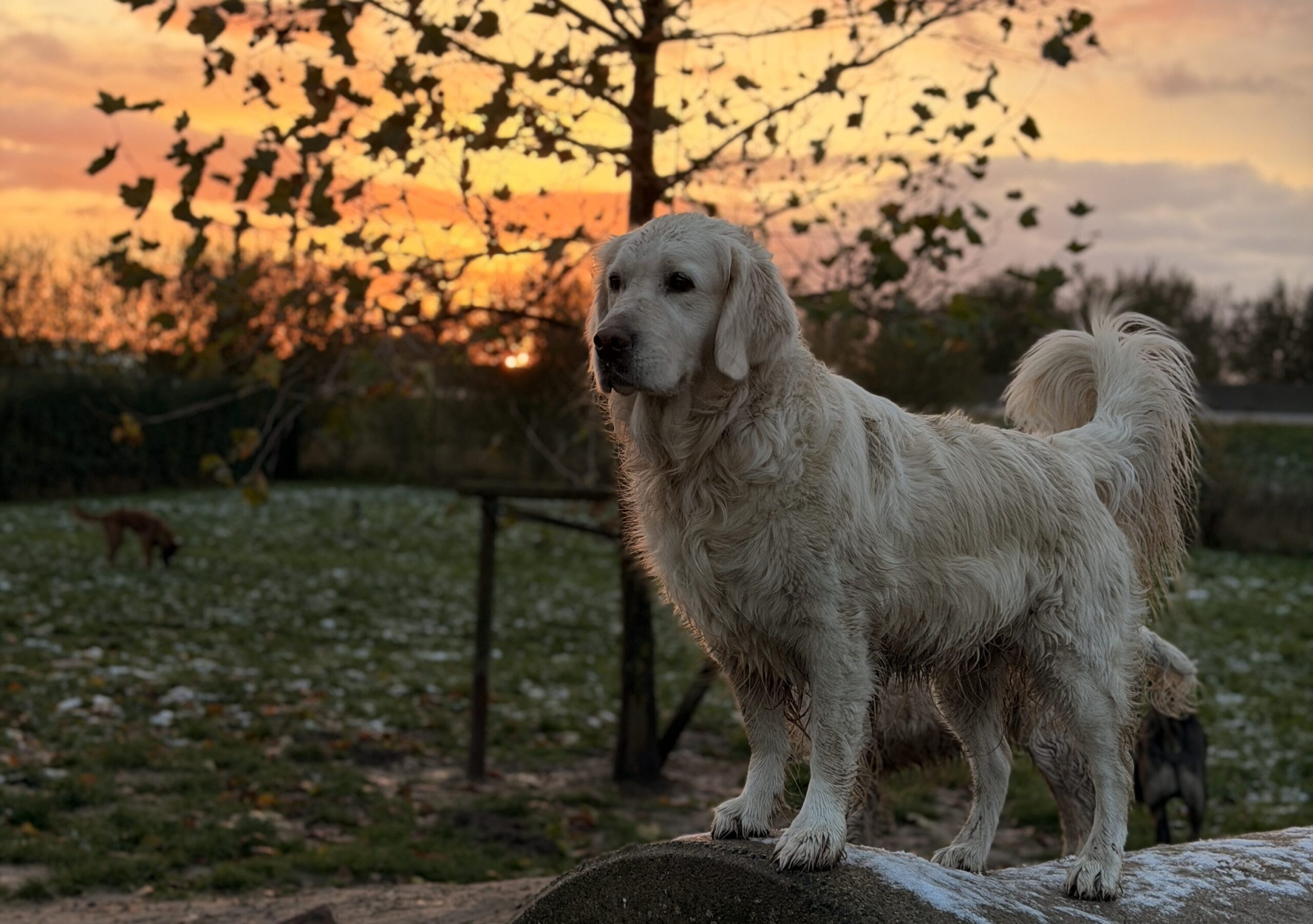 Hond op de speelweide bij Hof Daalder met een zonsondergang op de achtergrond