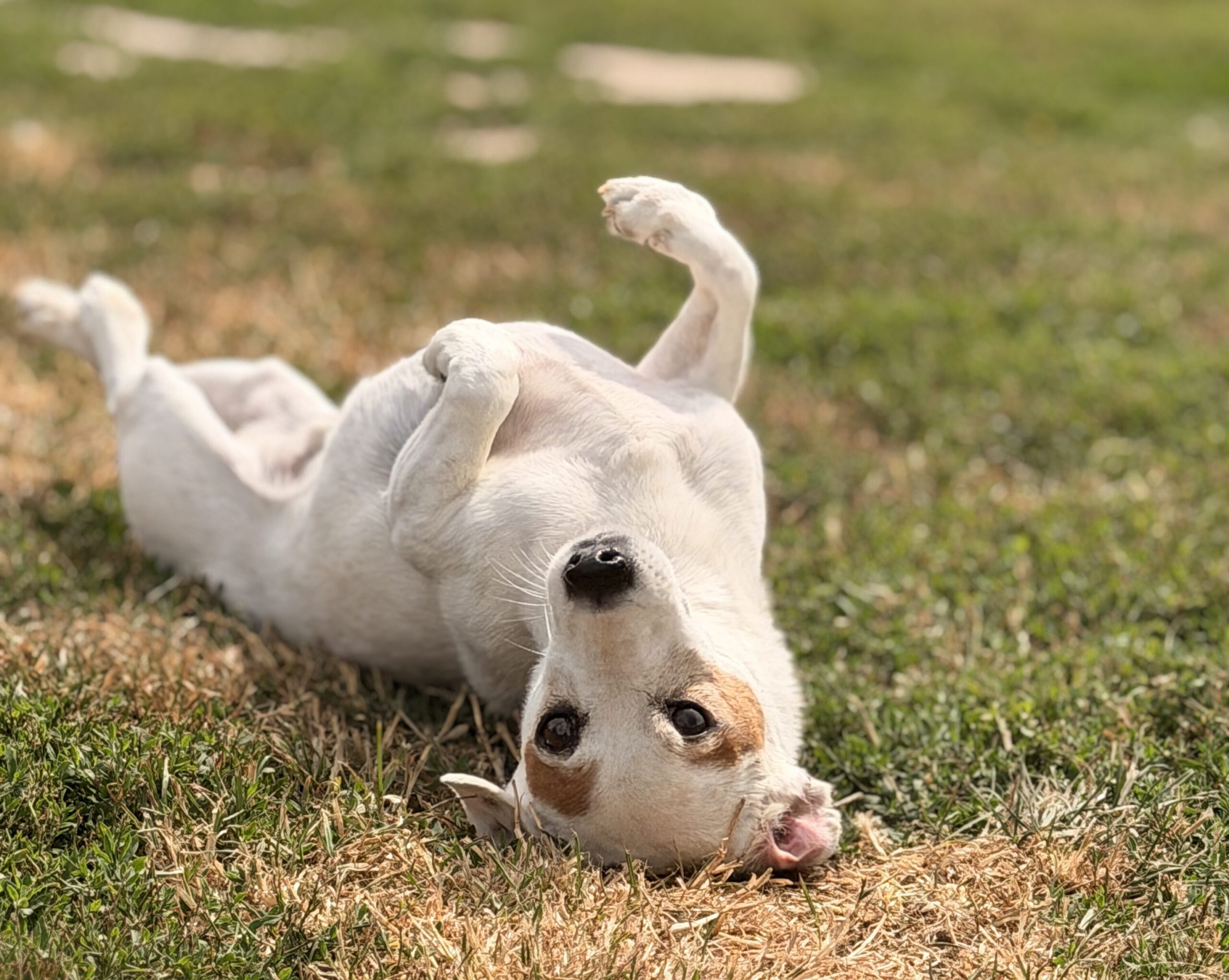 Gelukkige hond rolt zich op de speelweide