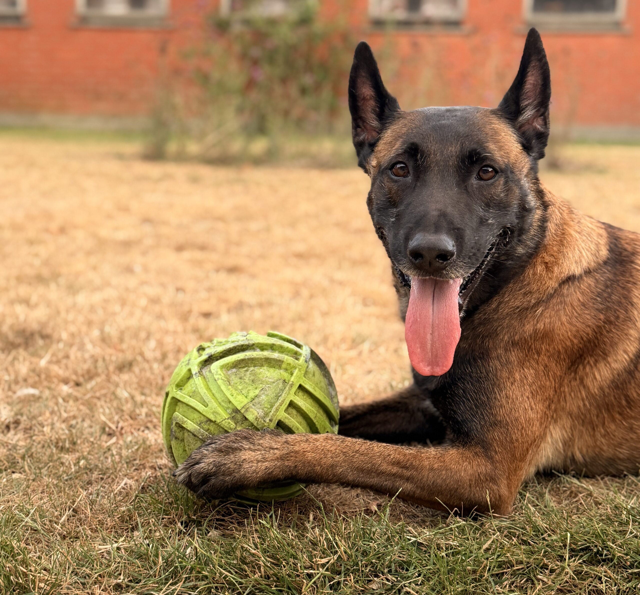 Hond met een bal in de tuin van Hof Daalder