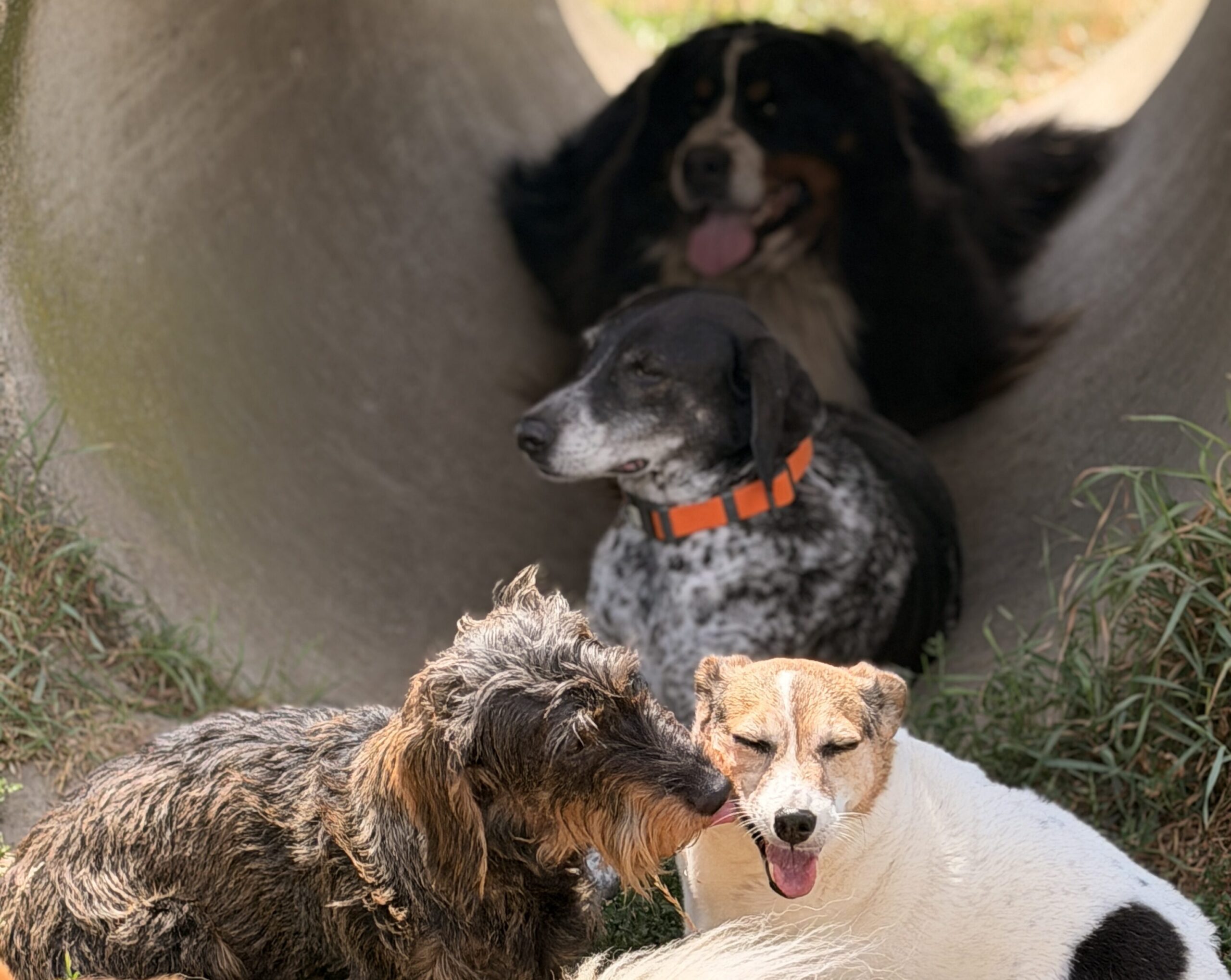 4 honden op een rij op de speelweide van Hof Daalder